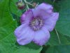 Purple-flowering Raspberry (Rubus odoratus)