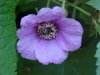 Purple-flowering Raspberry (Rubus odoratus)