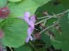 Purple-flowering Raspberry (Rubus odoratus)