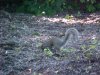 Foraging Squirrel of LDEO, Columbia Univ., Palisades, N.Y., USA