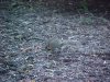 Foraging Squirrel of LDEO, Columbia Univ., Palisades, N.Y., USA