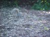 Foraging Squirrel of LDEO, Columbia Univ., Palisades, N.Y., USA