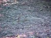 Foraging Squirrel of LDEO, Columbia Univ., Palisades, N.Y., USA