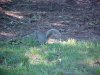 Foraging Squirrel of LDEO, Columbia Univ., Palisades, N.Y., USA
