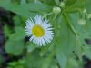 Daisy Fleabane (Erigeron annus)