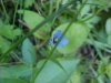 Blue-eyed Grass (Sisyrinchium angustifolium)