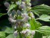 Motherwort (Leonurus cardiaca)