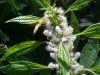 Bee and Motherwort (Leonurus cardiaca)