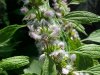 Motherwort (Leonurus cardiaca)
