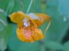 Pale Touch-me-not; Jewelweed (Impatiens pallida)