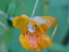 Pale Touch-me-not;  Jewelweed (Impatiens pallida)