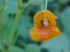 Pale Touch-me-not;  Jewelweed (Impatiens pallida)