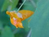 Pale Touch-me-not;  Jewelweed (Impatiens pallida)