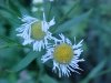 Daisy Fleabane (Erigeron annus)