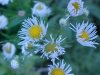 Daisy Fleabane (Erigeron annus)