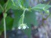 White Avens (Gillenia canadense)