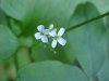 Garlic Mustard (Alliaria petiolata)