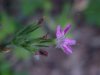 Deptford Pink; Grass Pink (Dianthus ameria)
