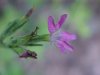 Deptford Pink; Grass Pink (Dianthus ameria)