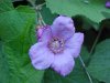 Purple-flowering Raspberry (Rubus odoratus)