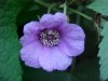 Purple-flowering Raspberry (Rubus odoratus)