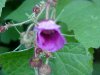 Purple-flowering Raspberry (Rubus odoratus)