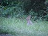 Rabbit of LDEO, Columbia Univ., Palisades, N.Y., USA