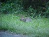 Rabbit of LDEO, Columbia Univ., Palisades, N.Y., USA