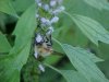 Bee on Motherwort (Leonurus cardiaca)