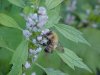 Bee on Motherwort (Leonurus cardiaca)