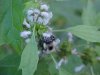 Bee on Motherwort (Leonurus cardiaca)