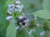 Bee on Motherwort (Leonurus cardiaca)