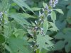 Bee on Motherwort (Leonurus cardiaca)