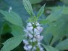Motherwort (Leonurus cardiaca)