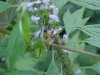 Bee on Motherwort (Leonurus cardiaca)
