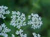 Wild Angelica (Angelica triquinata) - described as closely resembling the very poisoness Water Hemlock (Cicuta maculata)