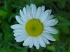 Oxeye Daisy (Leucanthemum vulgare)