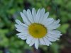Oxeye Daisy (Leucanthemum vulgare)