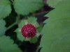 Indian Strawberry berry (Duchesnea indica)