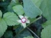 Indian Strawberry berry (Duchesnea indica)