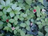 Indian Strawberry berry (Duchesnea indica)