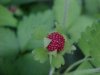 Indian Strawberry (Duchesnea  indica)
