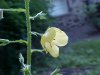 Moth Mullein (Verbascum blattaria)
