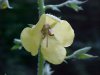 Moth Mullein (Verbascum blattaria)
