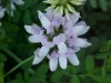 Crown Vetch (Coronilla varia)