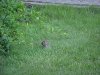 Baby rabbit of LDEO, Columbia Univ., Palisades, N.Y., USA