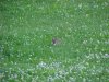 Baby rabbit among the White Clover; Dutch Clover (Trifolium repens)