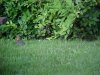 Baby rabbit of LDEO, Columbia Univ., Palisades, N.Y., USA