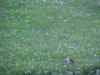 Baby rabbit among the White Clover; Dutch Clover (Trifolium repens)