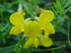 Birdsfoot Trefoil (Lotus corniculata)